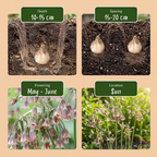 40x Allium Siculum - Ail de Sicile - Crème et Rose - Floraison estivale - Calibre 10/12