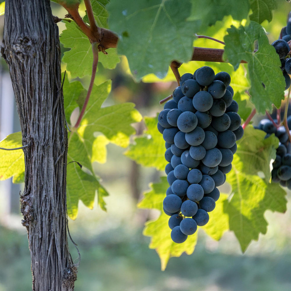 Green boutiQ - Plant fruitier - Vitis vinifera Boskoop Glory - Vigne - Rustique - Raisin bleu - 2 plantes - Pot 15cm - Hauteur 50cm