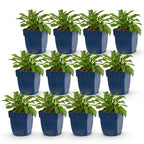 Green boutiQ - Plante vivace - Campanula persicifolia - Campanule à feuilles de pêcher - Attire les abeilles et les papillons - Bleu - 12 plantes - Pot 11cm - Hauteur 15-25cm