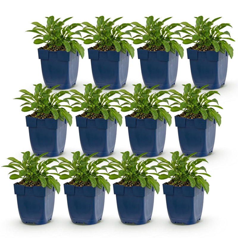 Green boutiQ - Vasteplant - Campanula persicifolia - Perzikbladklokje - Bijen en Vlinderlokkers - Blauw - 12 Planten - Pot 11cm - Hoogte 15-25cm