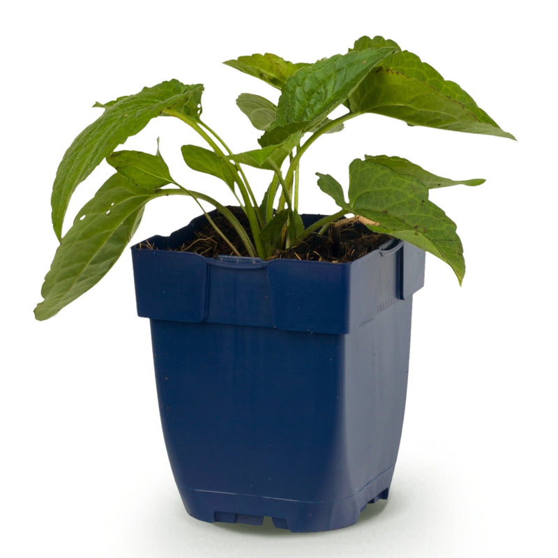 Green boutiQ - Perennial - Rudbeckia fulg. Goldsturm - Yellow Coneflower - Bee and Butterfly Attractors - Yellow - 1 Plant - Pot 11cm - Height 15-25cm