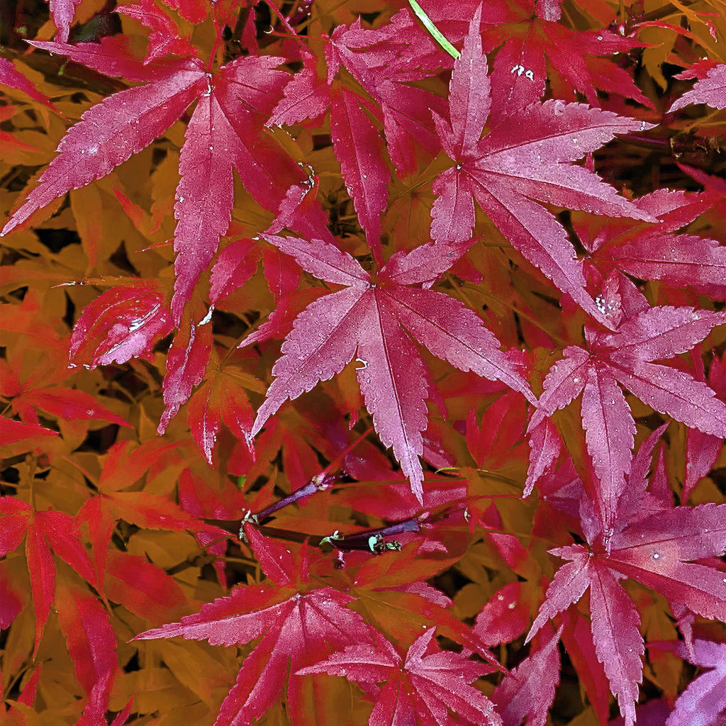 Green boutiQ - Plante de terrasse - Érable du Japon - Acer palmatum Pink Dwarf - Rose - 1 plante - Caduc - Pot 19cm Hauteur 70cm