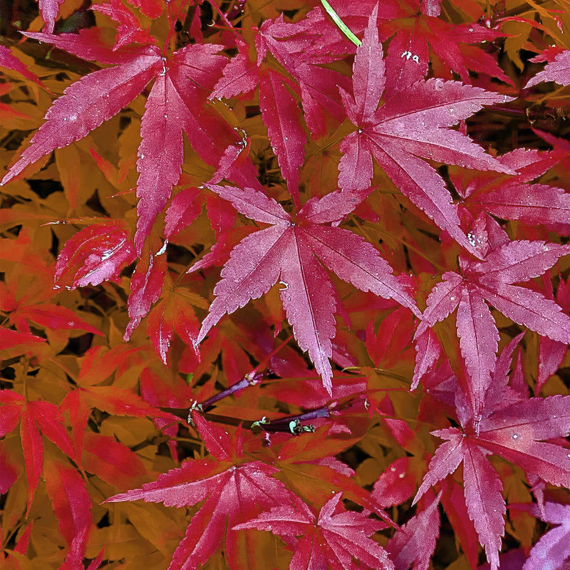 Green boutiQ - Terrasplant - Japanse Esdoorn - Acer palmatum Pink Dwarf - Roze - 1 Plant - Bladverliezend - Pot 19cm Hoogte 70cm