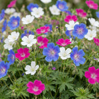 Green boutiQ - Stauden - Geranium Tricolour - Storchschnabel - Bodendeckend - Violett - Rosa - Weiß - 6 Pflanzen - Topf 11cm - Höhe 15-25cm