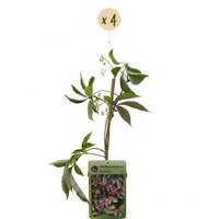 4x Parthenocissus henryana - Chinese Virginia Creeper - Green - Climber - Ø9cm - ↕35cm