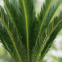 Green boutiQ - Kamerplant - Cycas revoluta - Palmvaren - Weinig onderhoud - Groen - 1 - Pot 15cm - Hoogte 45-55cm
