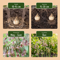 60x Allium Siculum - Siciliaanse honing knoflook - Rood - Zomerbloeier - Bolmaat 8/10