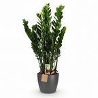 Green boutiQ - Plante d'intérieur - Plante ZZ - Zamioculcas Zamiifolia - Vert - Peu d'entretien - 1 plante - avec pot gris - Pot 21 cm - Hauteur 80 - 90 cm