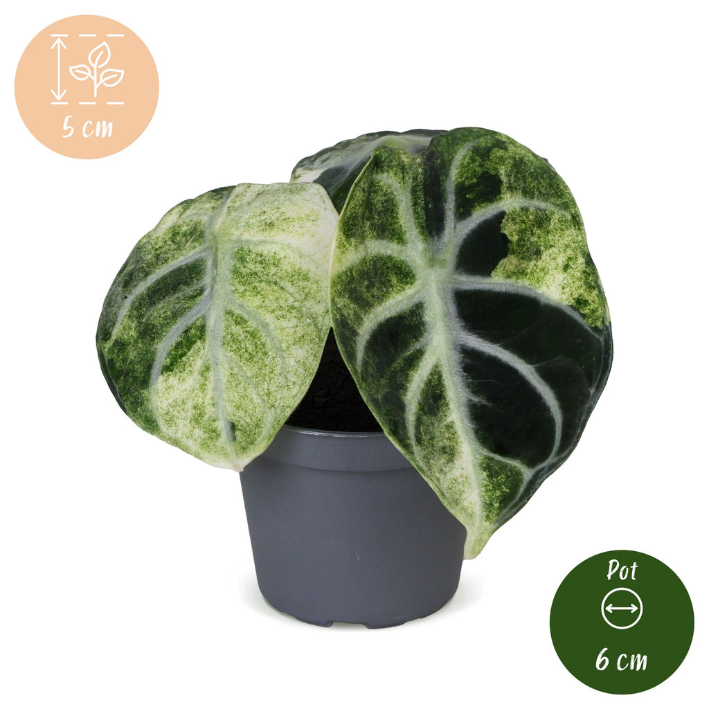 Alocasia Ninja Variegata - Variegated Ninja Elephant Ear - Black - Variegata - Tropical - Ø6cm - ↕5cm