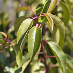 Green boutiQ - Heckenpflanzen - Prunus lusitanica Angustifolia - Blatt grün - 6 Pflanzen - 1 laufender Meter - immergrün - Topf 17 cm Höhe 50 cm