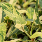 Philodendron Florida Beauty - Philodendron Florida Beauty - Green - Yellow - Tropical - Ø6cm - ↕13cm