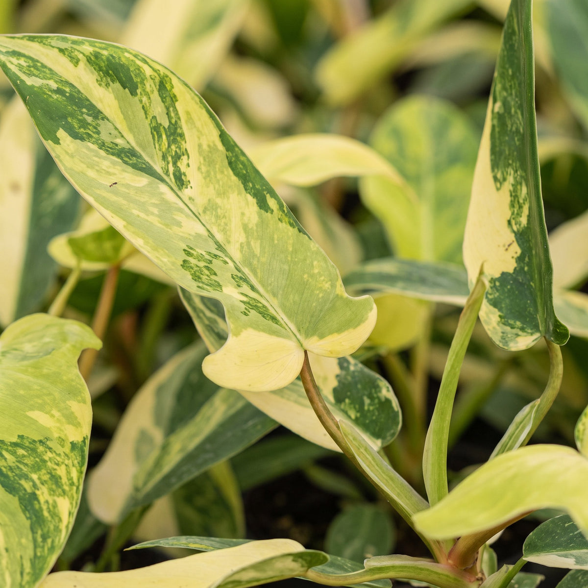 Philodendron Florida Beauty - Philodendron Florida Beauty - Green - Yellow - Tropical - Ø6cm - ↕13cm