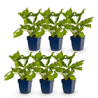 Green boutiQ - Vasteplant - Persicaria amplexicaulis - Duizendknoop - Bijen en Vlinderlokkers - Rood - 6 Planten - Pot 11cm - Hoogte 15-25cm