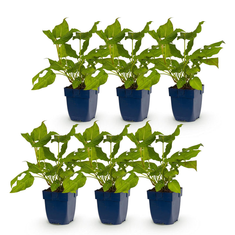 Green boutiQ - Vasteplant - Persicaria amplexicaulis - Duizendknoop - Bijen en Vlinderlokkers - Rood - 6 Planten - Pot 11cm - Hoogte 15-25cm