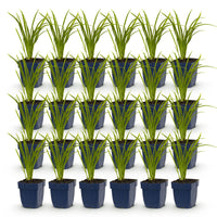 Green boutiQ - Vasteplant - Hemerocallis Autumn Red - Daglelie - Bijen en Vlinderlokkers - Rood - 24 Planten - Pot 11cm - Hoogte 15-25cm