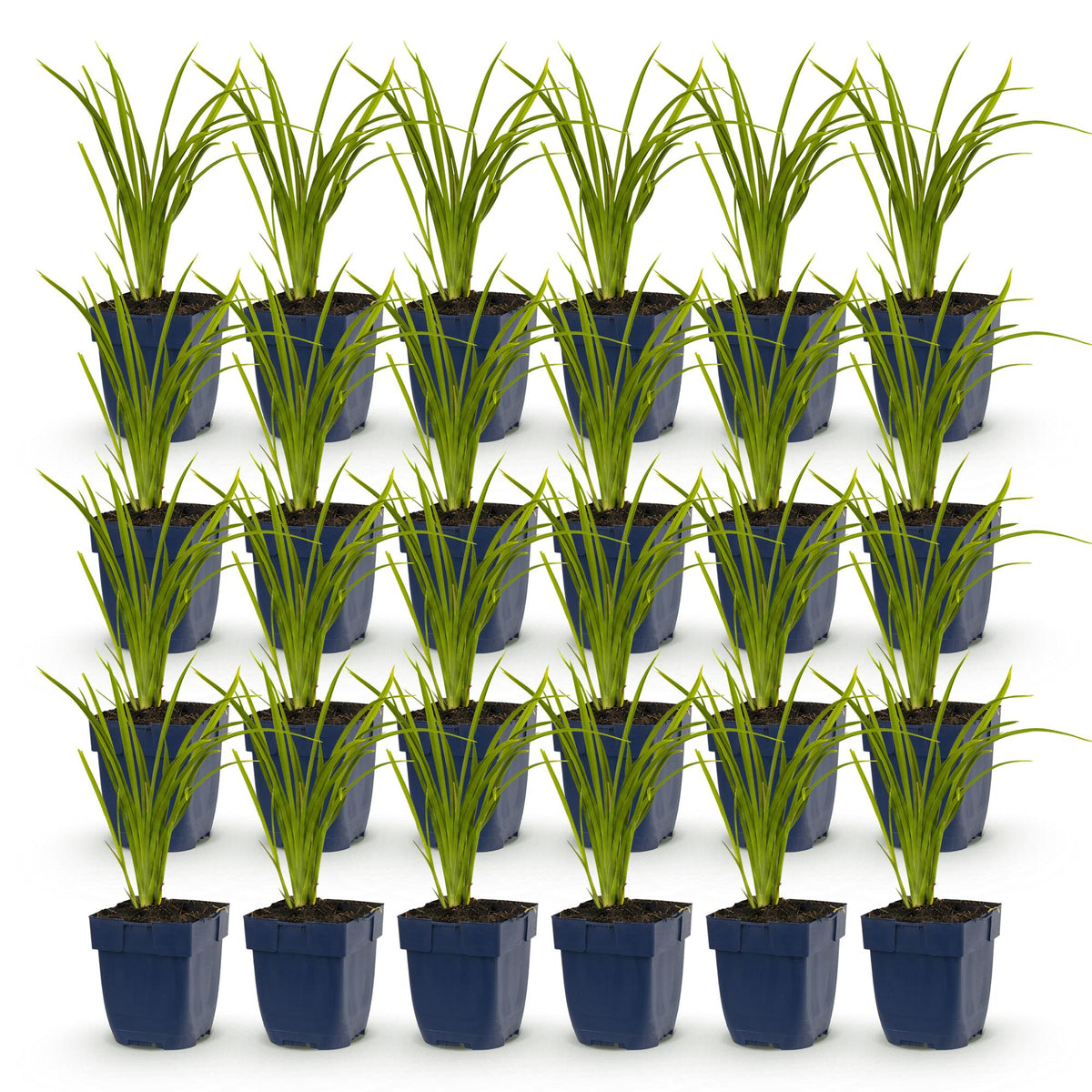 Green boutiQ - Stauden - Hemerocallis Autumn Red - Taglilie - Bienen- und Schmetterlingsmagnet - Rot - 24 Pflanzen - Topf 11cm - Höhe 15-25cm