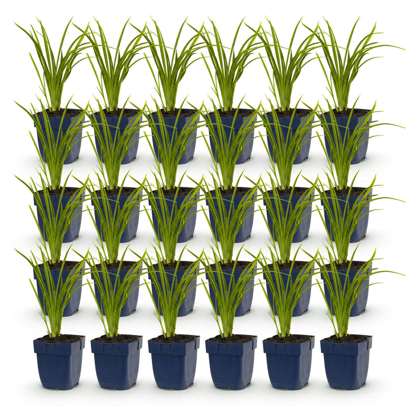 Green boutiQ - Vasteplant - Hemerocallis Autumn Red - Daglelie - Bijen en Vlinderlokkers - Rood - 24 Planten - Pot 11cm - Hoogte 15-25cm