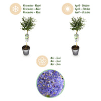 Green boutiQ - Plant op Stam - Ceanothus thyrsiflorus Repens - Terras Plant - Bladhoudend - Winterhard - Paarse Bloem - Pot 19cm Hoogte 90cm