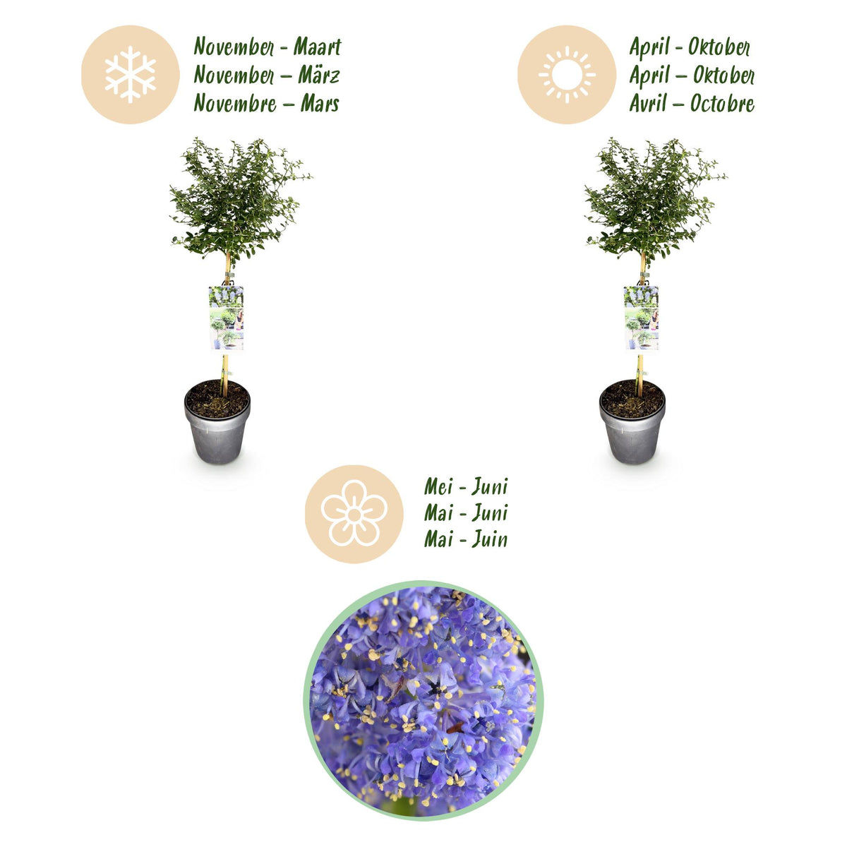 Green boutiQ - Hochstamm-Pflanze - Ceanothus thyrsiflorus Repens - Terrassenpflanze - Immergrün - Winterhart - Lila Blüte - Topf 19 cm, Höhe 90 cm