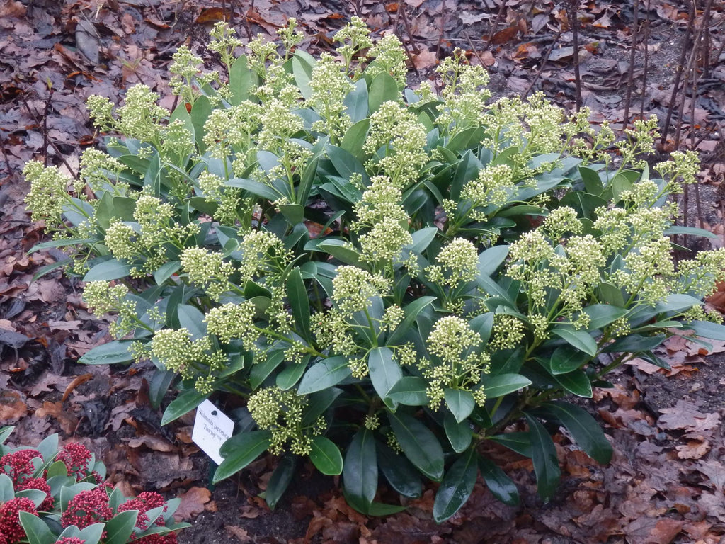Green boutiQ - Plante de terrasse - Skimmia japonica Finchy - Fleurs blanches - 10+ Fleurs - 3 Plantes - Rustique - Pot 10,5cm Hauteur 25cm