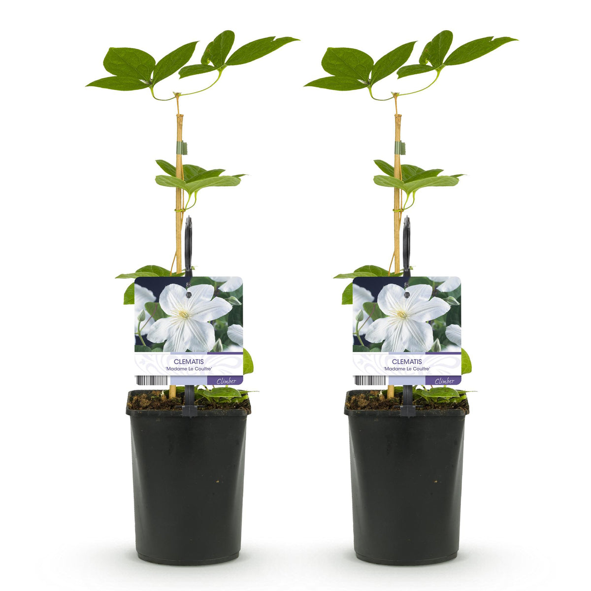 Green boutiQ - Klimplant - Clematis Madame Le Coultre - bloem wit - Weinig onderhoud -2 planten -  Pot 11cm Hoogte 40cm