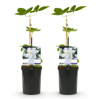 Green boutiQ - Klimplant - Clematis Madame Le Coultre - bloem wit - Weinig onderhoud -2 planten -  Pot 11cm Hoogte 40cm