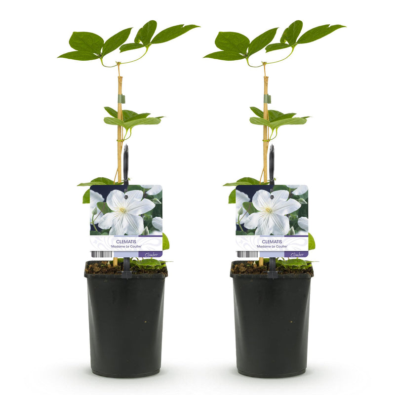 Green boutiQ - Klimplant - Clematis Madame Le Coultre - bloem wit - Weinig onderhoud -2 planten -  Pot 11cm Hoogte 40cm