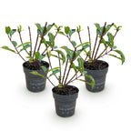 Green boutiQ - Plante de jardin - Hydrangea paniculata Living Little Rosy - Hortensia paniculé - Rustique - Rose - 3 plantes - Pot 12cm - Hauteur 20-30cm