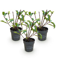 Green boutiQ - Tuinplant - Hydrangea panniculata Living Little Rosy - Pluimhortensia - Winterhard - Roze - 3 Planten - Pot 12cm - Hoogte Hoogte 20-30cm