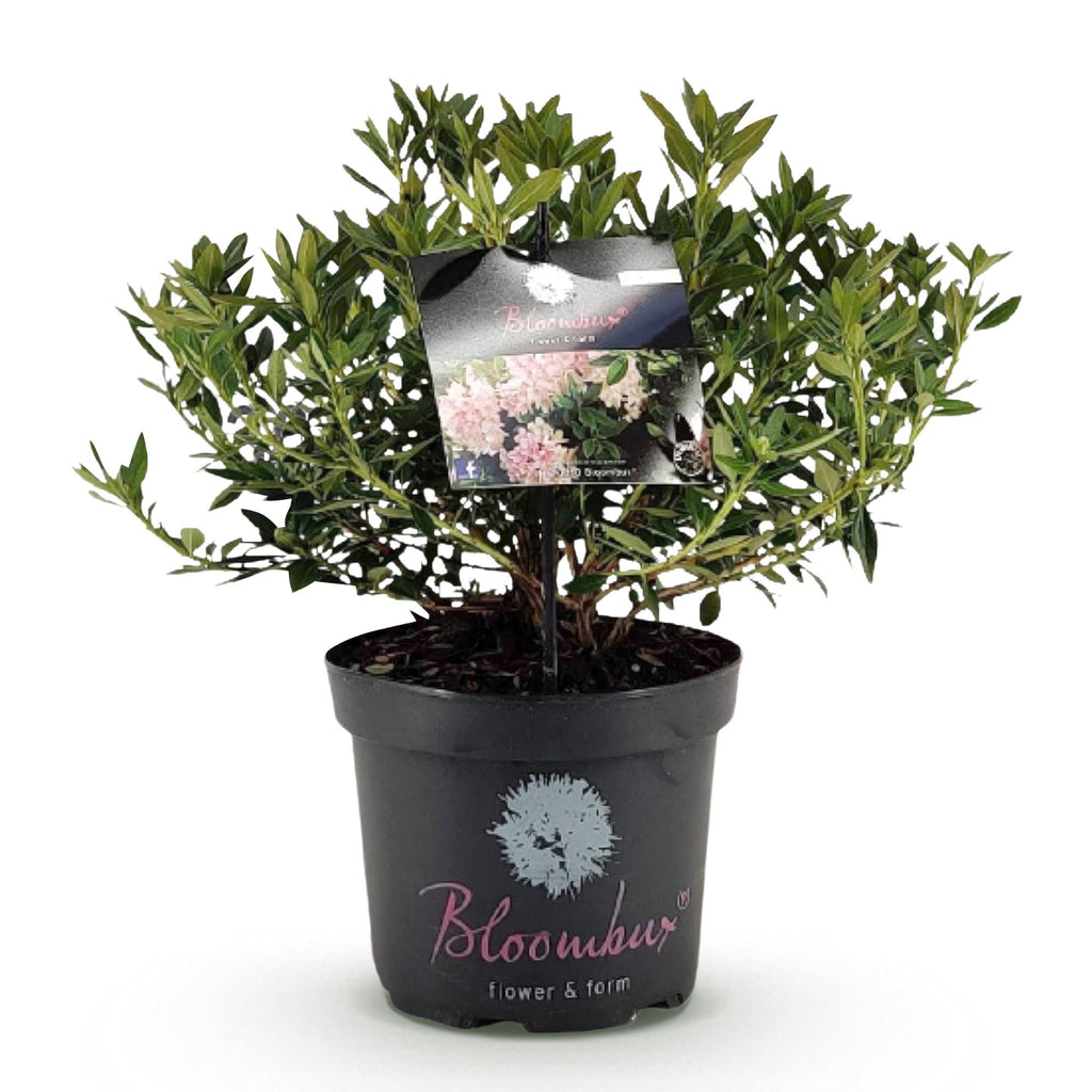 Green boutiQ - Rhododendron nain - Rhododendron Bloombux rose clair - Buis fleuri - Faible entretien - Fleur rose clair - 1 plante - Pot 23 cm - Hauteur 45-55 cm