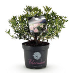 Green boutiQ - Rhododendron nain - Rhododendron Bloombux rose clair - Buis fleuri - Faible entretien - Fleur rose clair - 1 plante - Pot 23 cm - Hauteur 45-55 cm