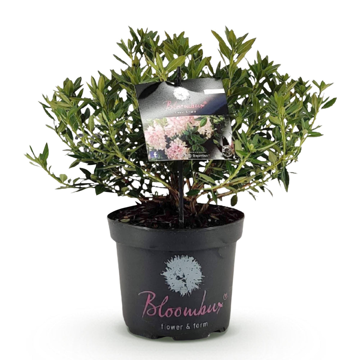 Green boutiQ - Rhododendron nain - Rhododendron Bloombux rose clair - Buis fleuri - Faible entretien - Fleur rose clair - 1 plante - Pot 23 cm - Hauteur 45-55 cm