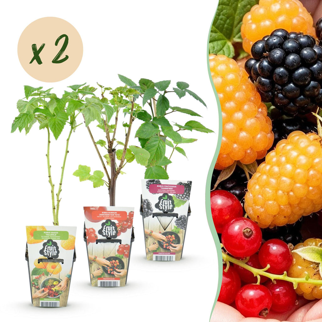 Green boutiQ - Plants fruitiers - Tricolore - Groseille rouge - Framboise jaune - Mûre noire - Rustique - 6 plantes - Pot 9cm