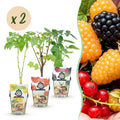 Green boutiQ - Plants fruitiers - Tricolore - Groseille rouge - Framboise jaune - Mûre noire - Rustique - 6 plantes - Pot 9cm