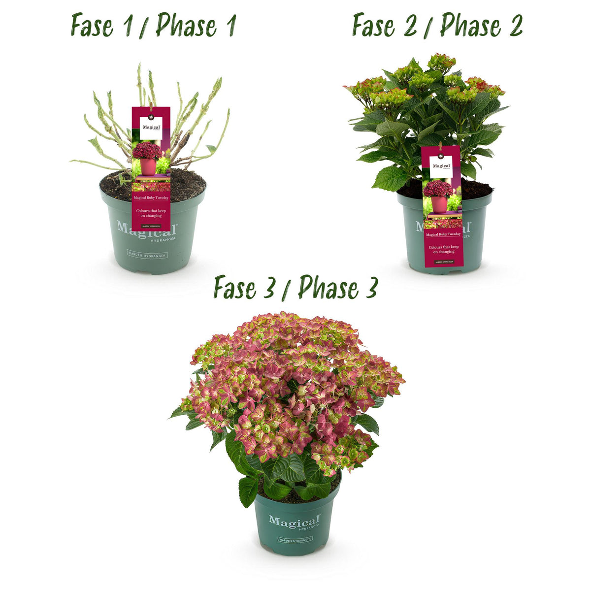 Green boutiQ - Plante de terrasse - Hortensia - Hydrangea Magical Teusday & Saphire - Rouge - 6-10 fleurs - Pot 23 cm Hauteur 55 cm
