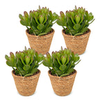 4x Crassula Ovata - Jade plant - Green - Succulent/cactus - incl. mand - Ø12cm