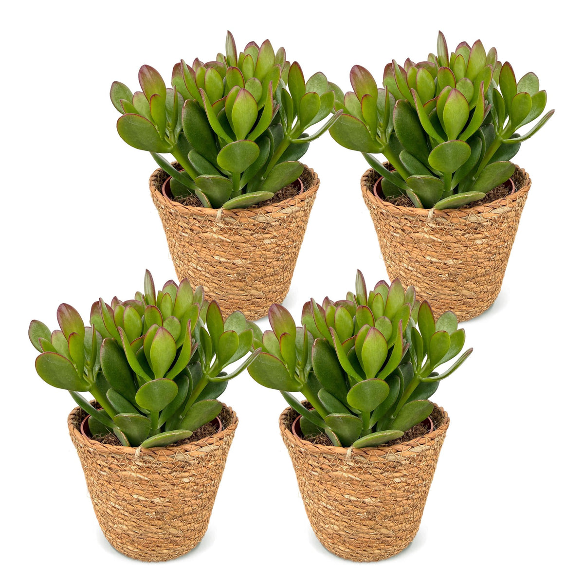 4x Crassula Ovata - Jade plant - Green - Succulent/cactus - incl. mand - Ø12cm