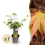 Green boutiQ - Plante de jardin - Acer palmatum Katsura - Orange - 3 plantes - Caduc - Peu d'entretien - Pot 12cm Hauteur 35cm