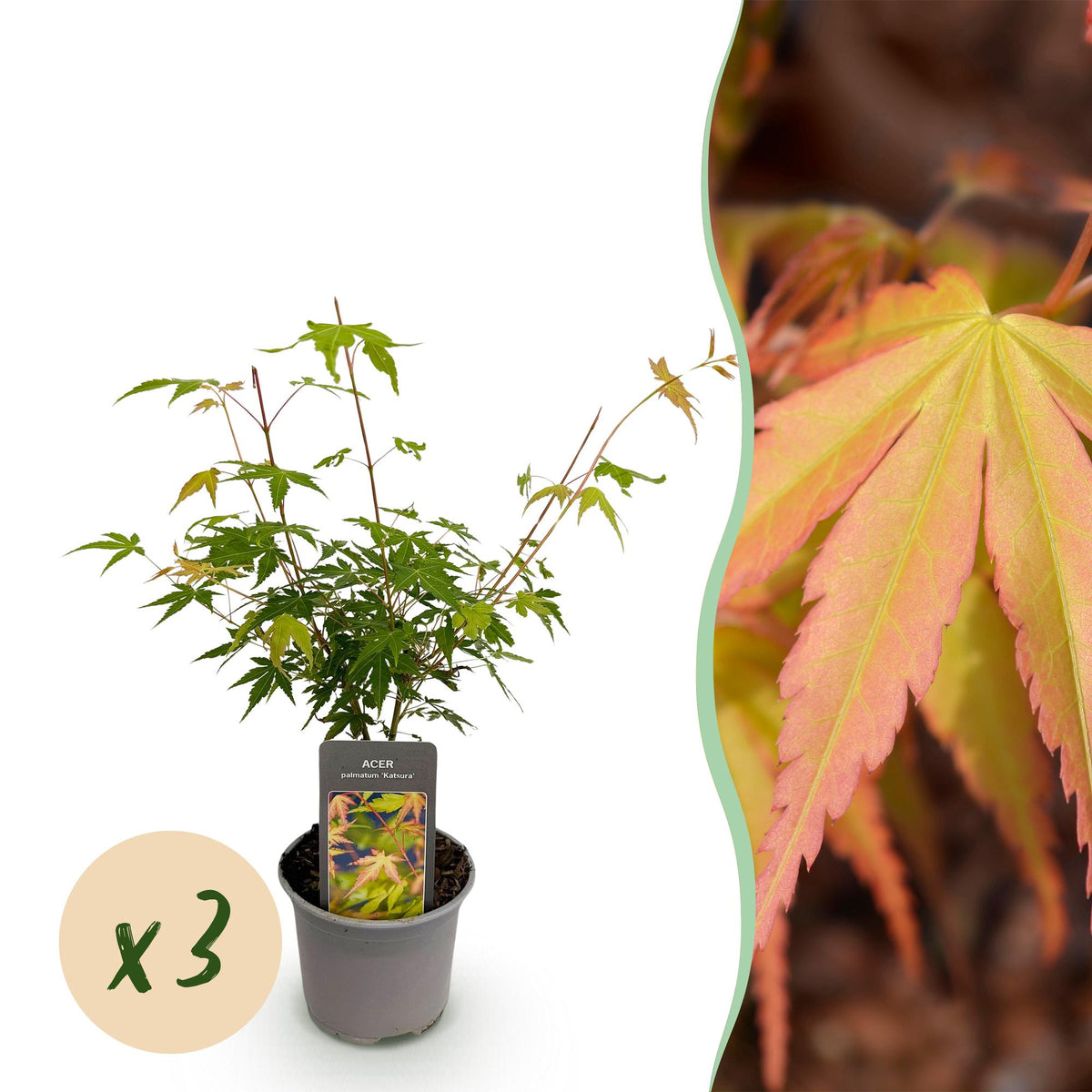 Green boutiQ - Plante de jardin - Acer palmatum Katsura - Orange - 3 plantes - Caduc - Peu d'entretien - Pot 12cm Hauteur 35cm