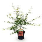 Green boutiQ - Plante de terrasse - Érable du Japon - Acer palmatum Pink Dwarf - Rose - 1 plante - Caduc - Pot 19cm Hauteur 70cm
