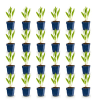 Green boutiQ - Vasteplant - Echinacea paradoxa - Zonnehoed - Bijen- en vlinderlokkers - Geel - 24 Planten - Pot 11cm - Hoogte 15-25cm