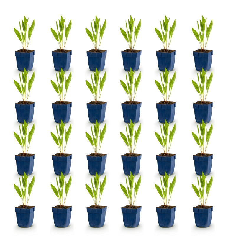 Green boutiQ - Vasteplant - Echinacea paradoxa - Zonnehoed - Bijen- en vlinderlokkers - Geel - 24 Planten - Pot 11cm - Hoogte 15-25cm