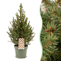 4x Picea glauca Conica - Dwarf Alberta Spruce - Green - Christmas tree - Ø17cm - ↕65cm