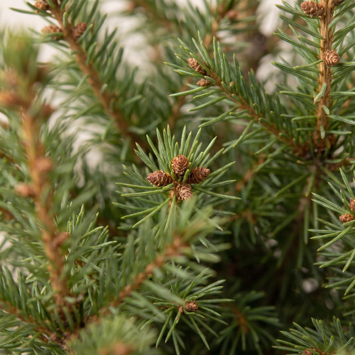 4x Picea glauca Conica - Dwarf Alberta Spruce - Green - Christmas tree - Ø17cm - ↕65cm