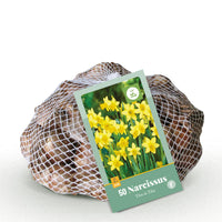Green boutiQ - Bloembollen - Narcis Tete-A-Tete - Kleur Geel - 50 stuks - Bolmaat 10/12