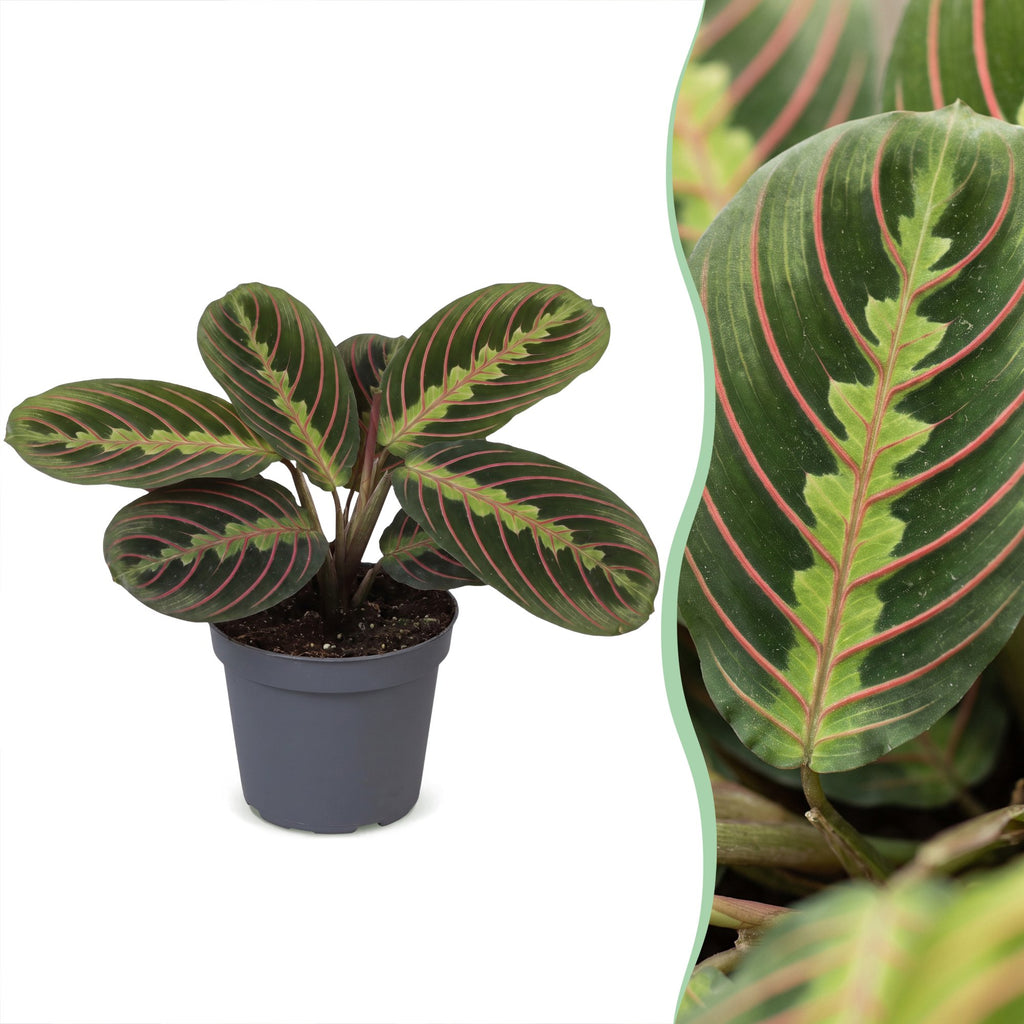 Maranta Fascinator Tricolor - Fascinator prayer plant - Green - Tropical - Ø6cm - ↕12cm