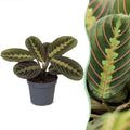 Maranta Fascinator Tricolor - Fascinator prayer plant - Green - Tropical - Ø6cm - ↕12cm