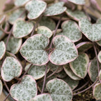 Ceropegia Woodii Variegata - Variegated String of Hearts - Grey - Green - Beige - Tropical - Ø6cm - ↕5cm