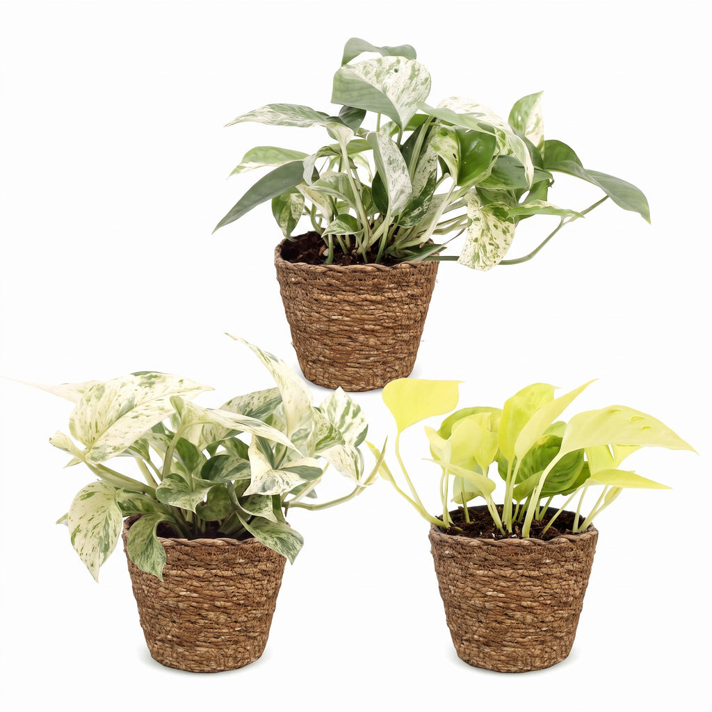 3x Epipremnum Tricolour - Yellow - Green - Cream - Tropical - incl. basket - Ø6cm - ↕20-25cm