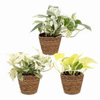 3x Epipremnum Tricolour - Yellow - Green - Cream - Tropical - incl. basket - Ø6cm - ↕20-25cm